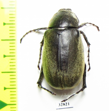 Melolonthinae sp.  Honduras - INSECTS-STORE.RU