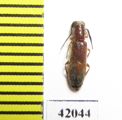 Cleridae sp.  South Africa Rep. - INSECTS-STORE.RU