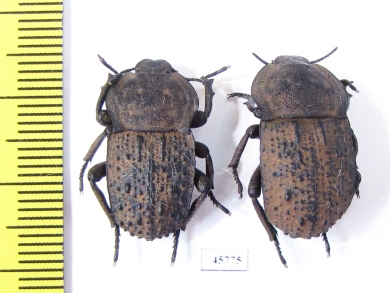 Anomalipus sp., pair  South Africa Rep. - INSECTS-STORE.RU