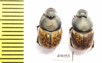 Onthophagus vacca, pair  Russia, Astrakhan reg. - INSECTS-STORE.RU
