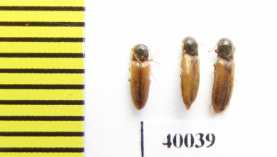 Elateridae sp.  Russia, Tver reg. - INSECTS-STORE.RU