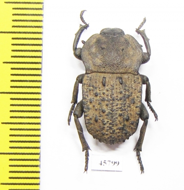 Anomalipus sp.  South Africa Rep. - INSECTS-STORE.RU