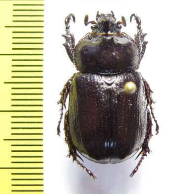 Cyphonistes sp.  Ethiopia - INSECTS-STORE.RU