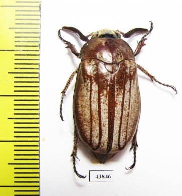 Melolontha sp.  Vietnam - INSECTS-STORE.RU