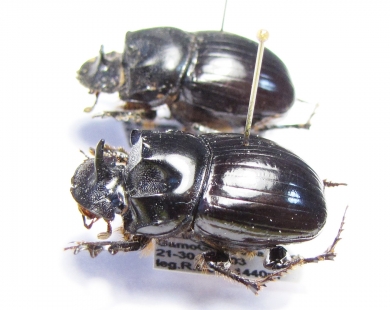 Copris sp., pair  Ethiopia - INSECTS-STORE.RU