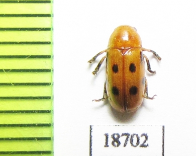 Chrysomelidae sp.  Laos - INSECTS-STORE.RU