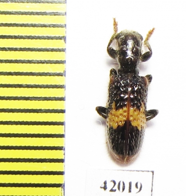 Cleridae sp.  South Africa Rep. - INSECTS-STORE.RU