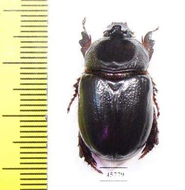 Temnorhynchus sp., male  South Africa Rep. - INSECTS-STORE.RU