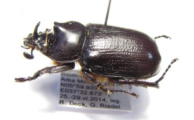 Cyphonistes vallatus septentrionalis, male  Ethiopia - INSECTS-STORE.RU