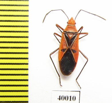 Hemiptera sp.  Cuba - INSECTS-STORE.RU