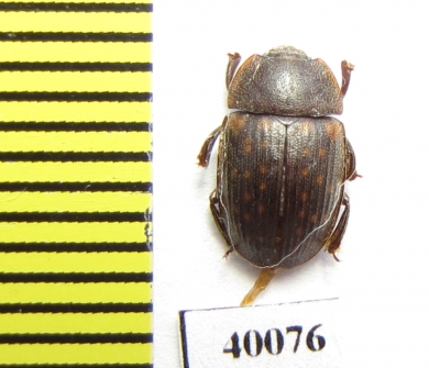 Nitidulidae sp.  Zambia - INSECTS-STORE.RU