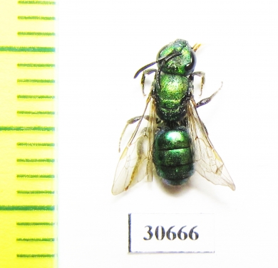 Hymenoptera sp.  Canada - INSECTS-STORE.RU