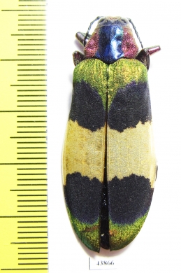 Chrysochroa corbetti  Thailand - INSECTS-STORE.RU