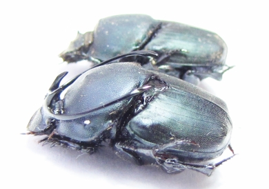 Proagoderus gibbiramus, pair  Tanzania - INSECTS-STORE.RU