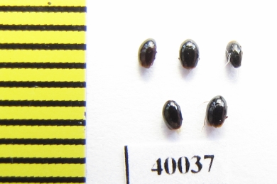 Scaphidiidae sp.  Russia, Tver reg. - INSECTS-STORE.RU