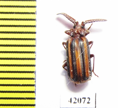 Paussinae sp.  South Africa Rep. - INSECTS-STORE.RU