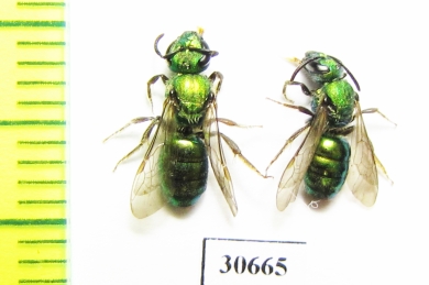 Hymenoptera sp.  Canada - INSECTS-STORE.RU