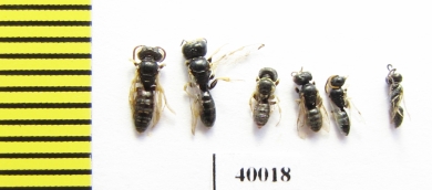 Hymenoptera sp.  Tajikistan - INSECTS-STORE.RU