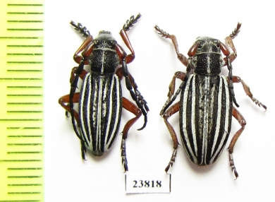 Dorcadion sokolovi, pair  Kazakhstan - INSECTS-STORE.RU