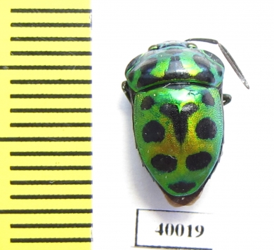 Hemiptera sp.  Thailand - INSECTS-STORE.RU