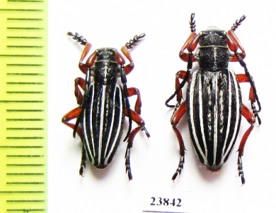 Dorcadion sokolovi, pair  Kazakhstan - INSECTS-STORE.RU