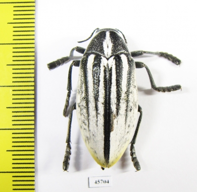 Julodis cailliaudi spectabilis  Saudi Arabia 31mm - INSECTS-STORE.RU