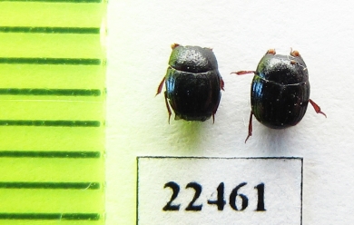 Histeridae sp.  Peru - INSECTS-STORE.RU