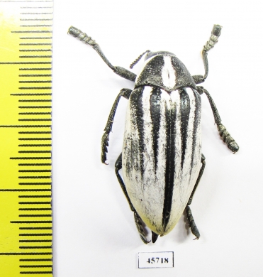 Julodis cailliaudi spectabilis  Saudi Arabia 28mm - INSECTS-STORE.RU