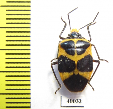 Hemiptera sp.  Peru - INSECTS-STORE.RU