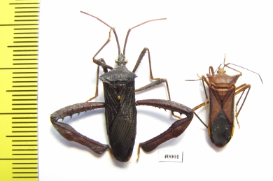 Hemiptera sp.  Peru - INSECTS-STORE.RU