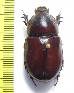 Oryctes boas  Ethiopia - INSECTS-STORE.RU