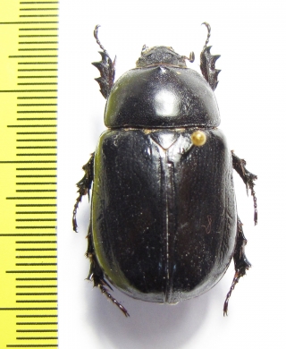 Heteroligus meles, male  Ethiopia - INSECTS-STORE.RU