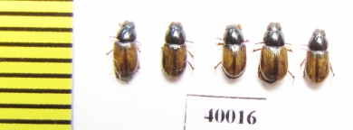 Aphodius pustulifer  Uzbekistan - INSECTS-STORE.RU