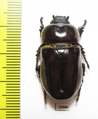 Dynastinae sp.  Ecuador - INSECTS-STORE.RU