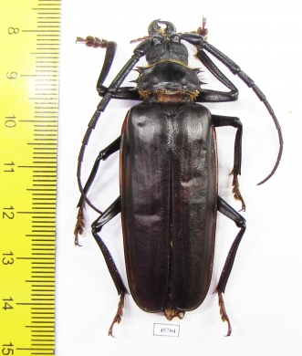 Derobrachus megacles  Mexico  65mm - INSECTS-STORE.RU