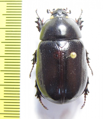 Heteroligus meles, male  Ethiopia - INSECTS-STORE.RU