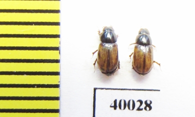 Aphodius pustulifer  Uzbekistan - INSECTS-STORE.RU