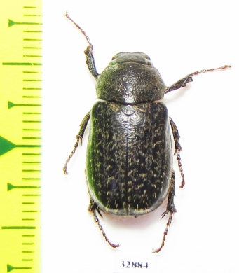 Melolonthinae sp.  Ecuador - INSECTS-STORE.RU