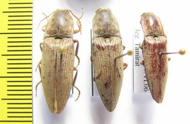 Elateridae sp.  Ethiopia - INSECTS-STORE.RU