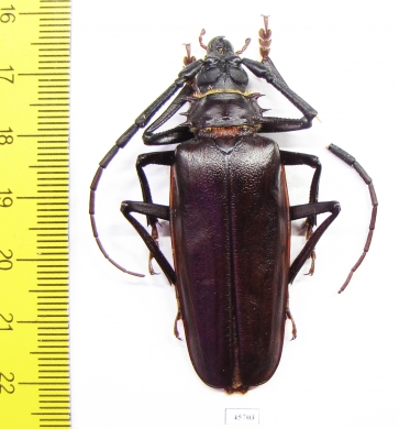 Derobrachus megacles  Mexico  56mm - INSECTS-STORE.RU