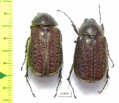 Melolonthinae sp.  Ecuador - INSECTS-STORE.RU