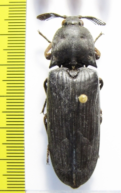 Elateridae sp.  Ethiopia - INSECTS-STORE.RU