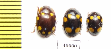 Erotylidae sp.  Indonesia, Sumatra - INSECTS-STORE.RU