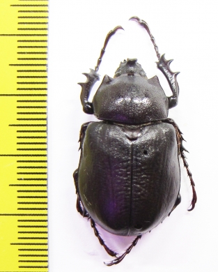 Megasoma punctulatum  USA - INSECTS-STORE.RU
