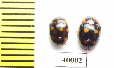 Erotylidae sp.  Indonesia, Sumatra - INSECTS-STORE.RU