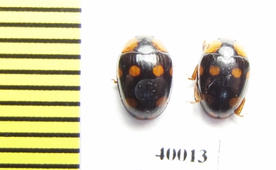 Erotylidae sp.  Indonesia, Sumatra - INSECTS-STORE.RU