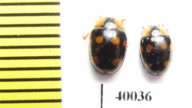 Erotylidae sp.  Indonesia, Sumatra - INSECTS-STORE.RU