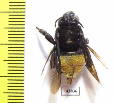 Hymenoptera sp.  Colombia - INSECTS-STORE.RU