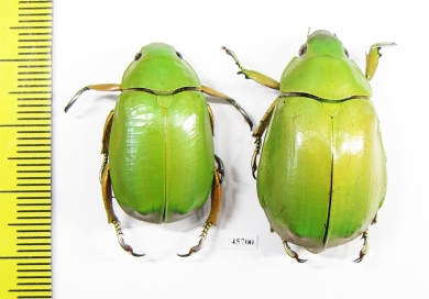 Chrysina karshi, pair  Honduras - INSECTS-STORE.RU