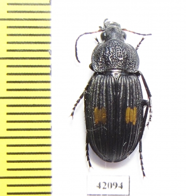 Carabidae sp.  South Africa Rep. - INSECTS-STORE.RU